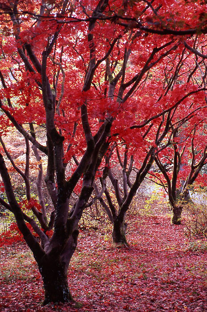 Exbury Gardens New Forest Autumn Acers